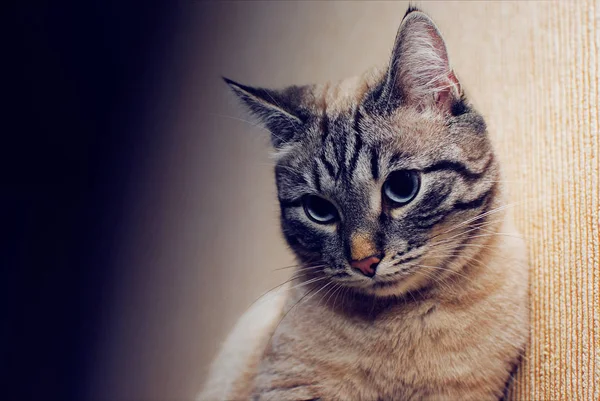 Piękny Kot Zamyślony Skromny Kota Patrząc Zbliżenie Biesiada — Zdjęcie stockowe