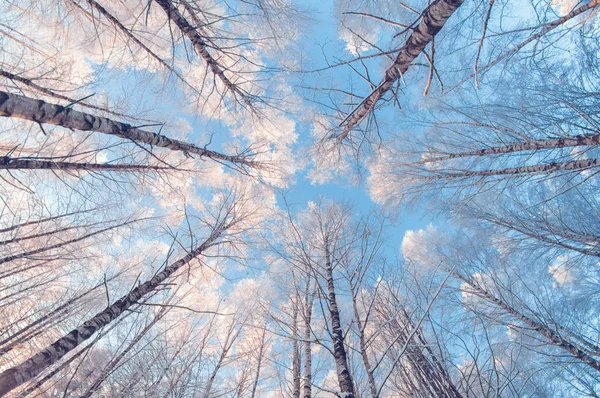 Winter Snowy Trees Blue Sky Clouds Bottom View Frosty Sunny — Stock Photo, Image