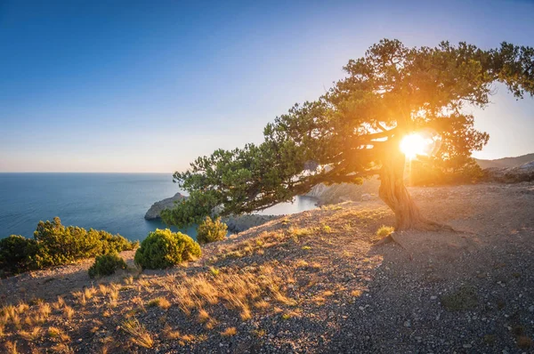 Bellissimo paesaggio vista alta dalle rocce alla costa e cespugli di ginepro — Foto Stock