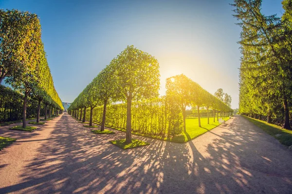 Satırları ağaç ve çalı Park. Mükemmeliyetçilik simetri ve geometri bahçesinde. perspektif balıkgözü lens — Stok fotoğraf