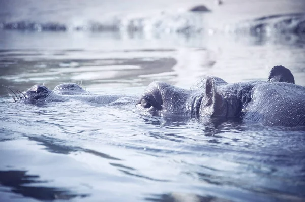 Hippo gluren uit water. horloge behemoth. Close-up — Stockfoto