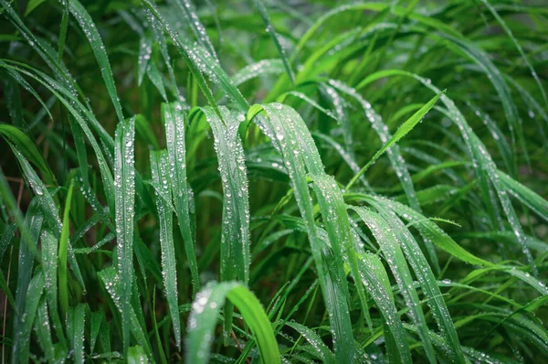 有雨滴的多汁的草地。靠近点boke effect — 图库照片