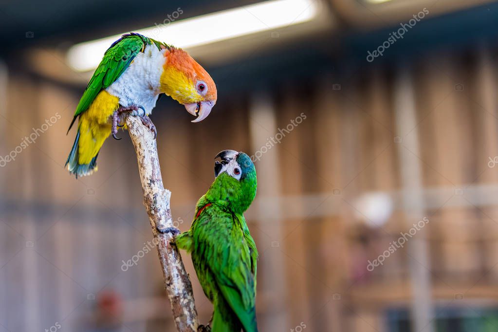 Chatting Carolina Parakeet parrots sitting on branch with de-focused background