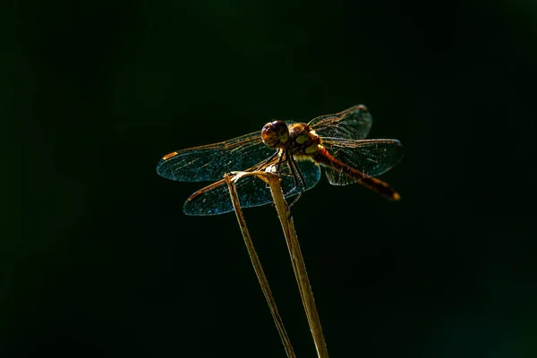 Uma libélula sentada na palha de grama em fundo preto liso, isolada — Fotografia de Stock
