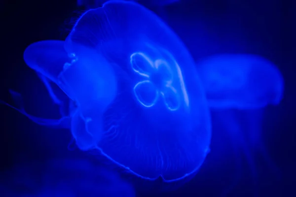 Macro shot di meduse in luce ultravioletta su fondo blu intenso — Foto Stock