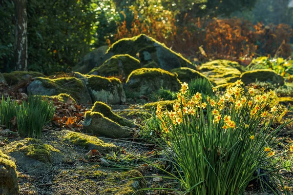 Fleurs jaunes en fleurs et roches moussues dans la forêt — Photo