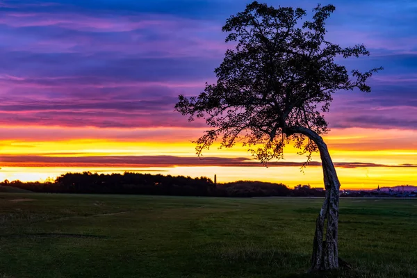 Silueta de un solo árbol al amanecer colorido — Foto de Stock