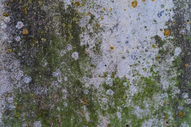 Yeşil yosun ve pas metal yüzeyi. Yüksek kaliteli doku ve arka plan