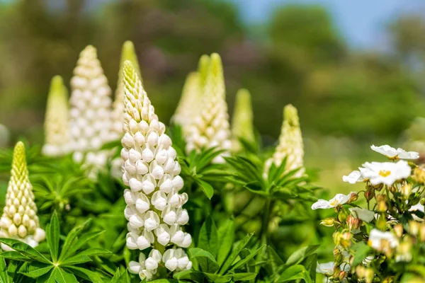 Weiße, hohe Lupinenblüten mit defokussiertem Hintergrund — Stockfoto