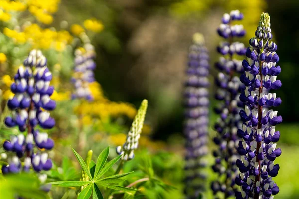 Purple tall Lupine flowers in bloom with defocused background — Stock Photo, Image