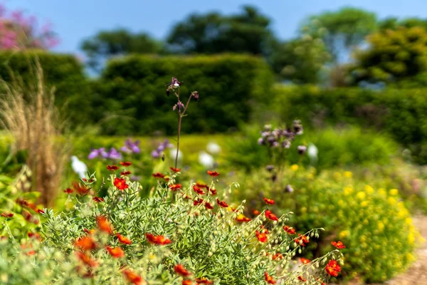 Ufuk arka plan bahar sırasında Botanik bahçesinde kırmızı çiçekler