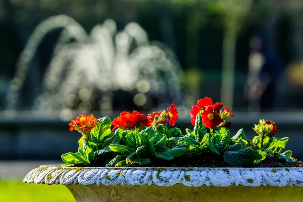 Fleurs rouges en pot antique avec fontaine déconcentrée en arrière-plan — Photo