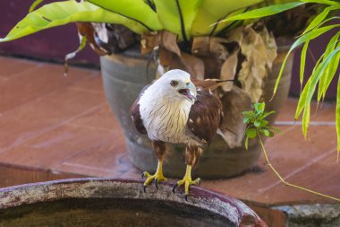 Sea Eagle bir tencerede oturan, Phang Nga Bay, Tayland
