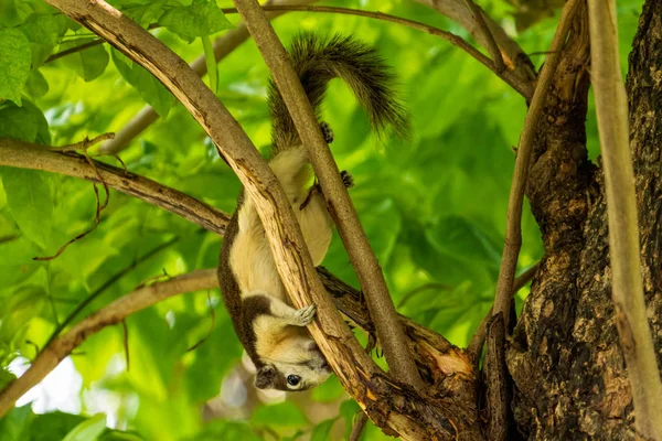 A Finlayson mókus játszik a fa ágak Bangkok Városliget — Stock Fotó