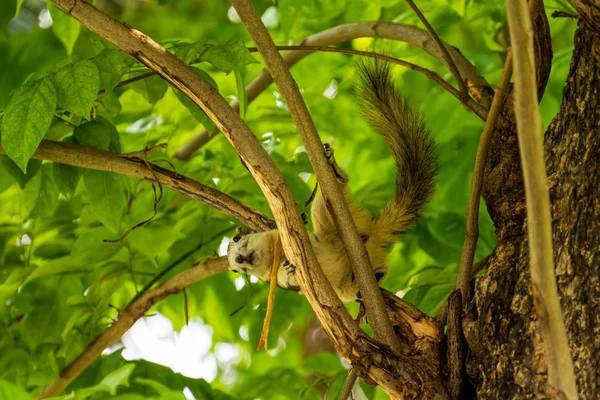 Una ardilla de Finlayson jugando en ramas de árboles en el parque de la ciudad de Bangkok — Foto de Stock