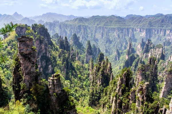 Zhangjiajie Orman Parkı. Pillar Dağları kanyona yükseliyor. Wulingyuan, Çin