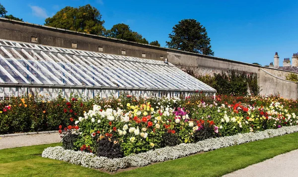 Jardin Powerscourt, avec rangées de fleurs et serre, Irlande — Photo