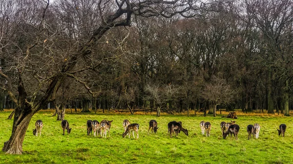 Gran manada de ciervos en el paisaje forestal, Phoenix Park, Irlanda — Foto de Stock