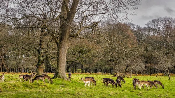 Gran manada de ciervos en el paisaje forestal, Phoenix Park, Irlanda — Foto de Stock