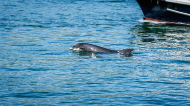 Vahşi Fungie Dolphin, Tursiops Truncatus, Dingle, İrlanda