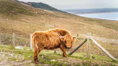 Güzel, uzun kürklü ya da saçlı, İskoç renkli sığırlar İrlanda Denizi 'nin arka planında İrlanda Denizi, İrlanda Dağları' ndaki Slieve Donard tepesinde