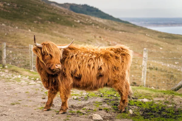 Güzel, uzun kürklü ya da saçlı, İskoç renkli sığırlar İrlanda Denizi 'nin arka planında İrlanda Denizi, İrlanda Dağları' ndaki Slieve Donard tepesinde