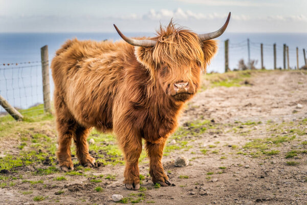 Beautiful, long furred or haired, ginger coloured Scottish Highland cattle on the hill of Slieve Donard in Mourn Mountains with Irish Sea in background, Northern Ireland