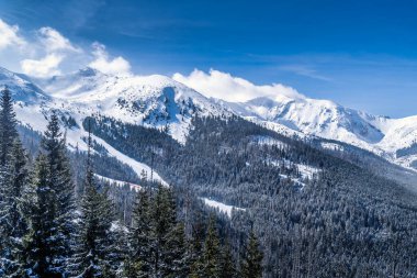 Tatra Dağları 'nın güzel vadisinde karla kaplı çam ormanı.