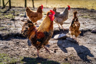 Büyük horoz ve tavuklar Polonya 'nın Kielce kentindeki geleneksel çiftlikte besleniyor. Bilimsel adı Gallus Gallus Domesticus