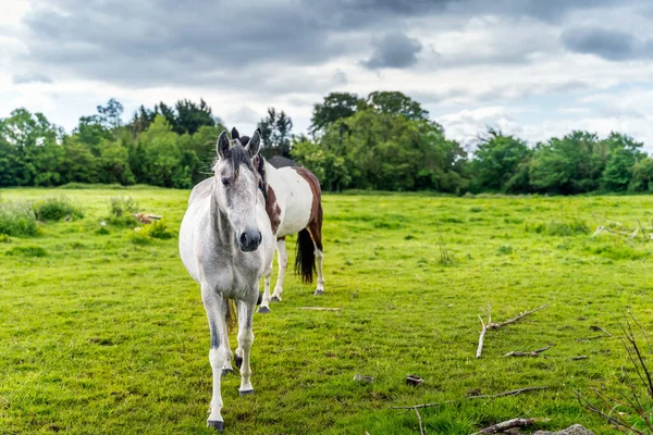 Dos Hermosos Caballos Jóvenes Corriendo Campo Granja Día Soleado Brillante — Foto de Stock