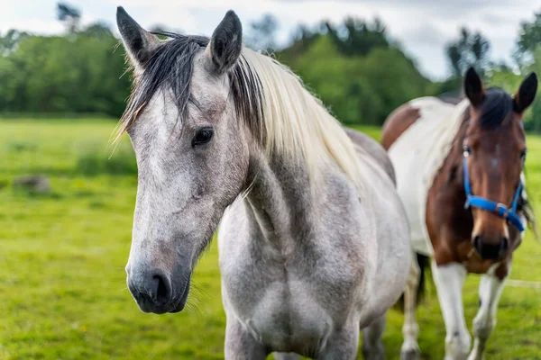 Cerca Cabeza Caballo Dos Caballos Granja Campo Día Soleado Brillante — Foto de Stock