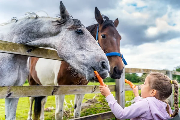 Joven Blanco Caucásico Niña Observando Alimentando Caballos Con Zanahorias Campo — Foto de Stock