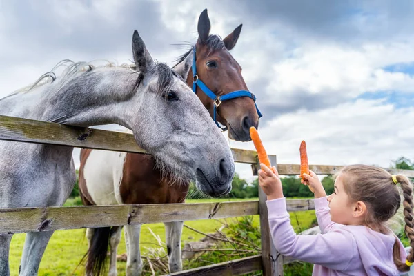 Joven Blanco Caucásico Niña Observando Alimentando Caballos Con Zanahorias Campo — Foto de Stock