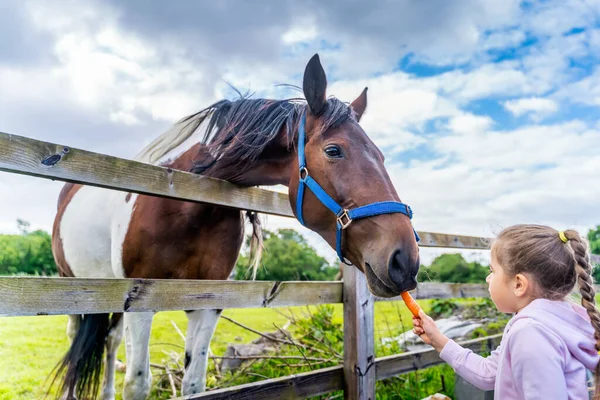 Joven Blanco Caucásico Niña Observando Alimentando Caballo Con Una Zanahoria — Foto de Stock