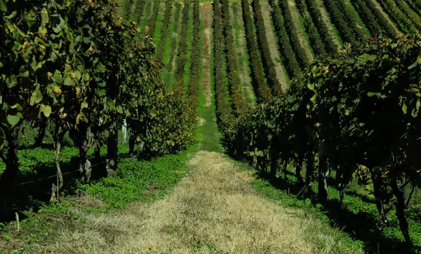 Niekończąca się alejka winnic przed testowaniem wina — Zdjęcie stockowe