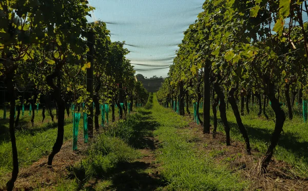 Colourful vineyard aisle in a perfect symmetry — ストック写真