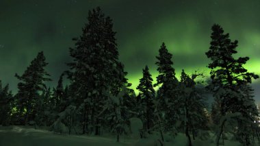 Aurora borealis (Kuzey ışık) bir kış gecesi Saariselka köyün dışında ağaçların arkasında. Kuzey Lapland, Finlandiya.