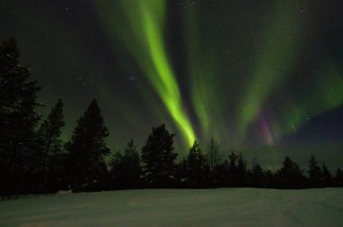 Ufuk kış Saariselka, Fin Lapland ağaçlarda yukarıda renkli Kuzey Işık (Kutup ışıkları).