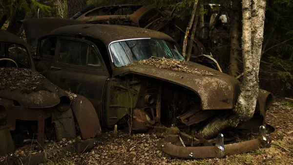 Eski Model Araba Scrapyard Sveç Ormanındaki Arabada Önünde Büyüyen Bir — Stok fotoğraf