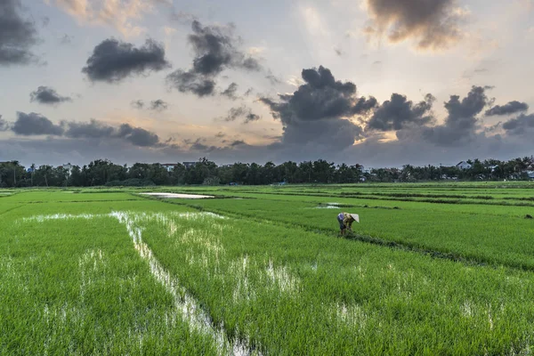 Вьетнамские Рисовые Поля Закате Оранжевыми Облаками — стоковое фото
