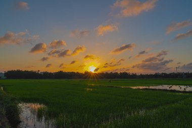 Turuncu bulutlar peyzaj ile gün batımı Vietnam pirinç tarlaları 