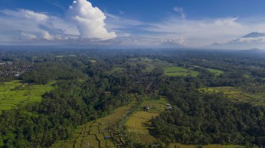 Güzel pirinç teraslar üzerinde uçan uçak. Ubud, Endonezya. 