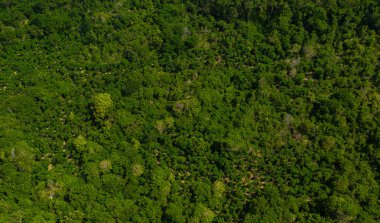 Üstten Görünüm tropikal yeşil orman arka plan 