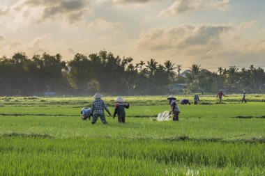 Vietnam çiftçiler güneşli günde pirinç alan üzerinde çalışıyor. Vietnam seyahat manzara.