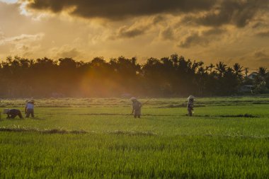 Vietnam çiftçiler güneşli günde pirinç alan üzerinde çalışıyor. Vietnam seyahat manzara.