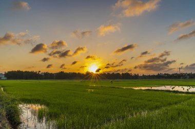 Satır pirinç alanları Hoi An, Vietnam yeşil