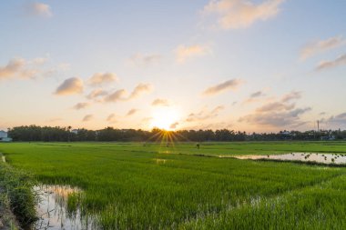 Satır pirinç alanları Hoi An, Vietnam yeşil