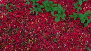 Kırmızı yaprakları arka plan. Çiçek kompozisyon. Sevgiliye arka plan. 