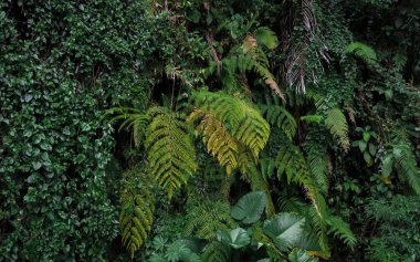Yeşil ferns yakından görmek arka plan 