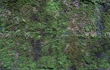 yeşil yosun yakın çekim beton duvarla dokusuna 